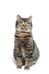 Cute tabby cat