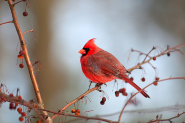 Cardinal perched in a tree