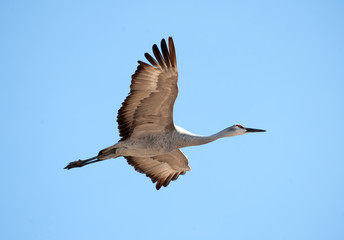 Sandhill crane in flight