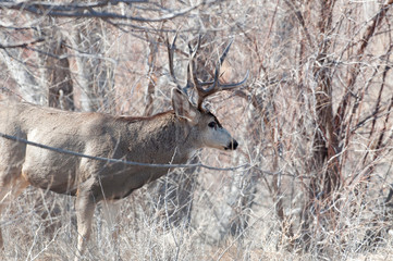 Mule deer buck