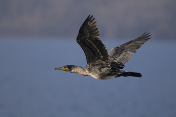 cormorant