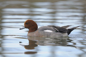 Eurasian Wigeon,  (Anas penelope )