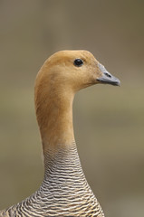 Upland Goose or Magellan Goose - Chloephaga picta