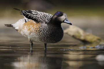 Chilöe Wigeon - Anas sibilatrix