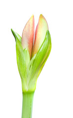 An Amaryllis blossom before it opens with clipping path