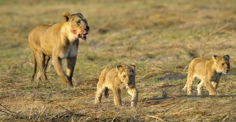 Lioness after hunting with cubs.