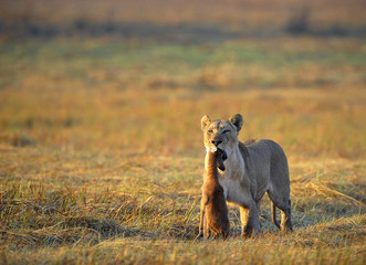 Lioness with prey.