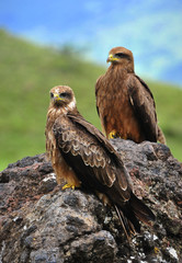 Two Black Kite.