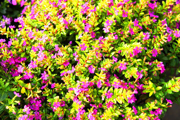 Cuphea Hyssopifola H.B.K.