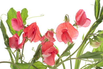 sweet pea