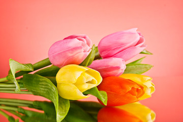 Tulips on red background