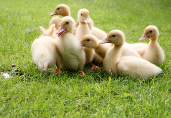 Ducklings in a group