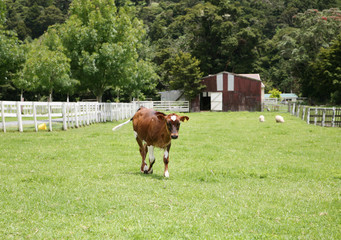 Calf in paddock