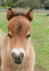 Miniature horse foal in the paddock