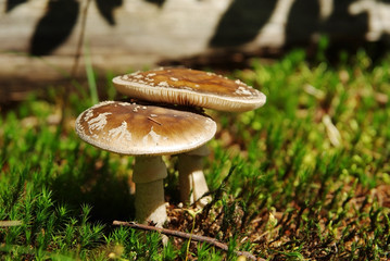 Two mushrooms