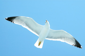 Fototapeta premium Sea gull in flight on a blue sky