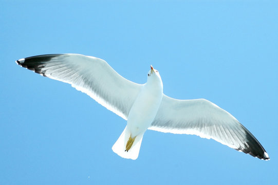 Sea gull in flight on a blue sky