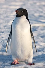 Poster zwart-witte pinguïn © Goinyk