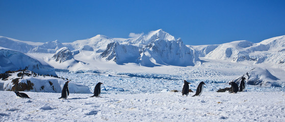 a large group of penguins © Goinyk