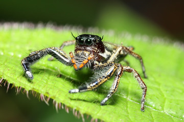 jump spider