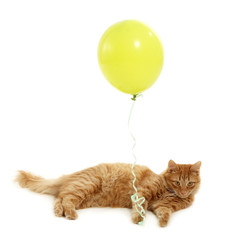 kitten holiday with green balloon