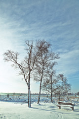 cold bench under trees