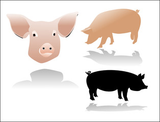 pigs