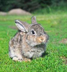 rabbit sitting on grass