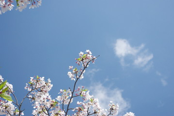 桜と浮き雲