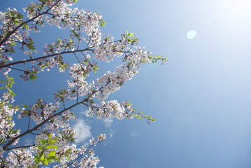 天に向かう桜と光芒