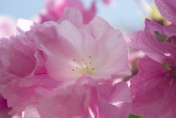 Obraz na płótnie Canvas 八重桜の花弁