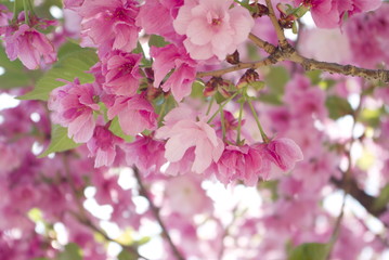 八重桜と煌めき