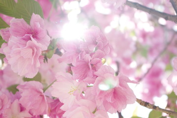 八重桜と光芒
