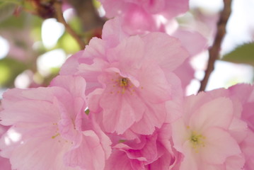 八重桜と煌めき