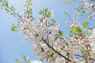 青空へ向かう桜