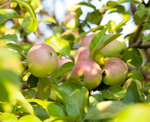 Close-up of red apples on a branch