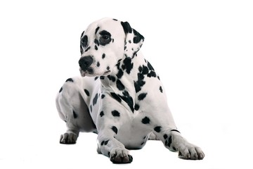 Dalmatiner Hund im Liegen