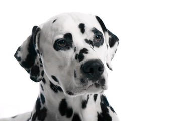 Dalmatiner Hund Kopf Portrait