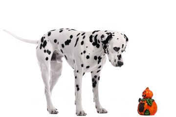 Hund Dalmatiner stehend mit Kürbis