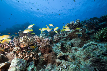 Fototapeta na wymiar ocean, coral and fish.