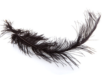 one black feather over white background