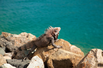 Iguana in the Caribbean