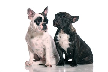 zwei Hunde French Bulldogge
