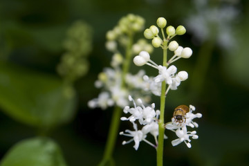 Konwalijka dwulistna Maianthemum bifolium