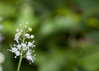 Konwalijka dwulistna Maianthemum bifolium