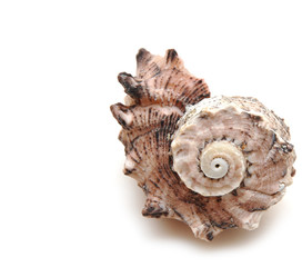 Obraz premium Sea shell on white background