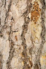 Kiefer Rinde - pine bark 01
