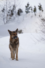 Pies na śniegu. Zima w Polsce, Beskidy