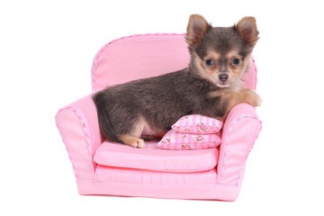 Obraz premium Pet Comfort