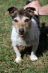 Jack Russell Terrier wird gestreichelt